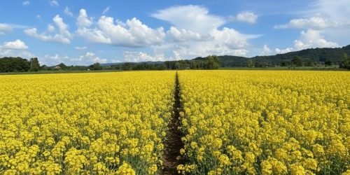 559536370_24430368166663439_4196925873512029712_n